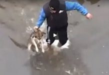 reactia unui caine salvat din apa