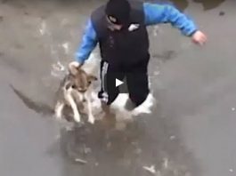 reactia unui caine salvat din apa