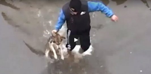 reactia unui caine salvat din apa