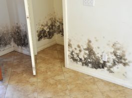 cum sa scap de mucegai