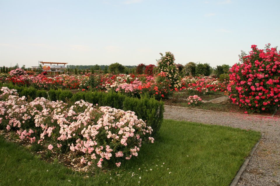 eutopia gardens cea mai mare gradina de trandafiri din romania