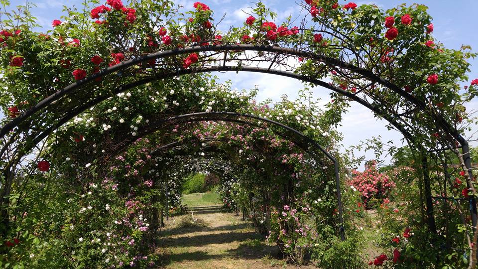 cea mai mare grădină de trandafiri din România
