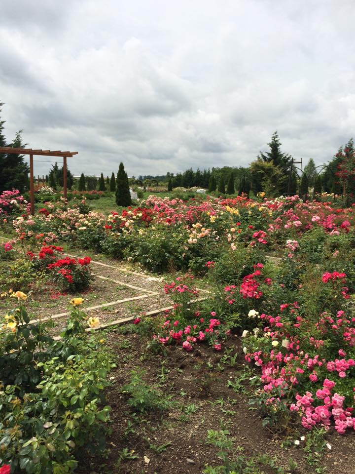 cea mai mare grădină de trandafiri din România