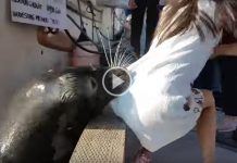 fetita trasa in apa de o foca