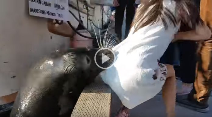 fetita trasa in apa de o foca