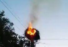foc stalp