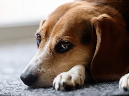 Prietena i-a spus să scape de câine: ,,Eu sau cățelul!”! Așa că el a postat acest anunț care a uimit pe toată lumea caine beagle