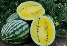 pepene rosu cu miez galben