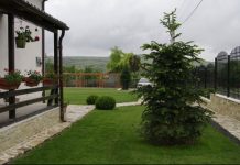 brad_in_curte_superstitii