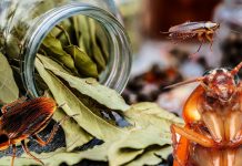 gandaci de bucatarie foi de dafin