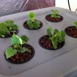 legume care cresc fara pamant9