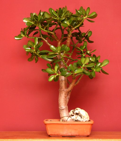 Crassula_bonsai - arborele de jad