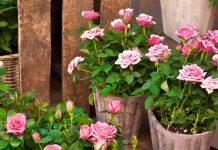 Trandafiri pitici la ghiveci