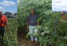 cultura de ricin la cluj