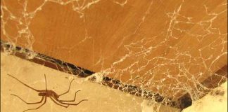 cum sa scapi de paianjeni panza de paianjeni