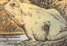 Oamenii, în general, văd în această imagine o broască. Doar un GENIU recunoaşte ce animal e, de fapt