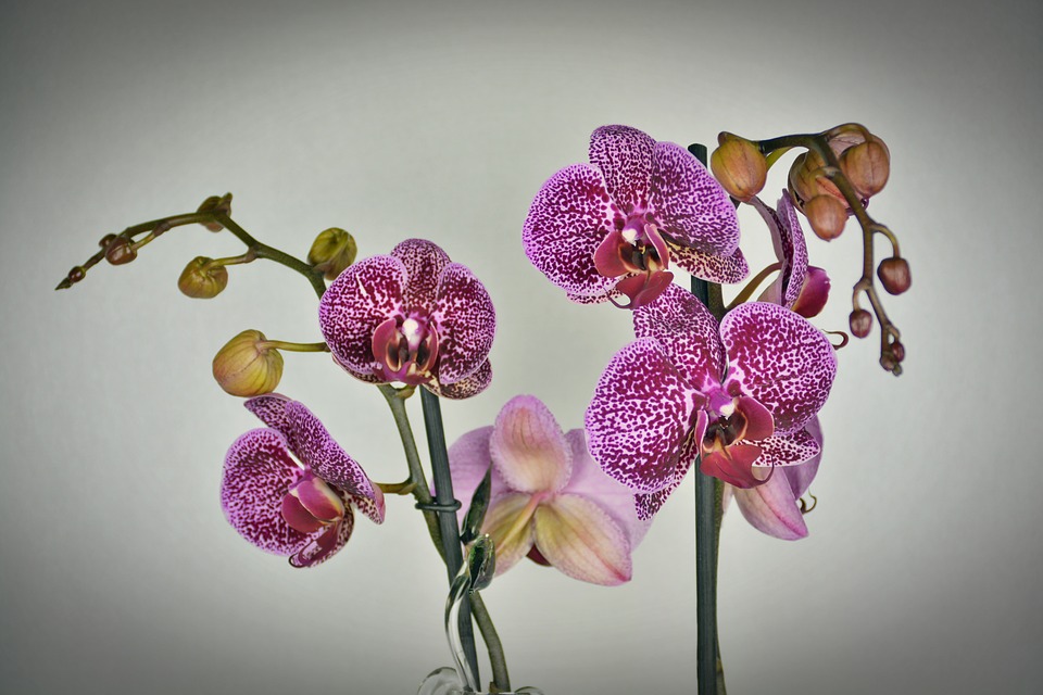 boboci de orhidee