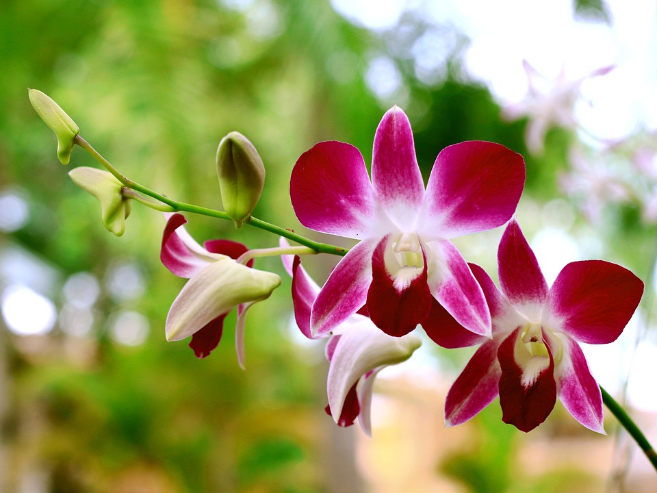 cum provoci orhideea sa infloreasca