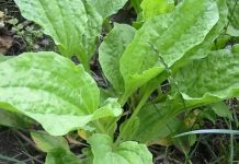 Această buruiană este considerată cel mai bun medicament natural de pe planetă patlagina lata
