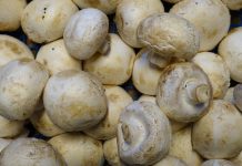 Adevărul nespus despre ciupercile Champignon din supermarketuri ciuperci champignon