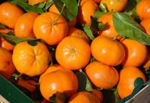 De ce se vând clementinele cu tot cu frunze clementine
