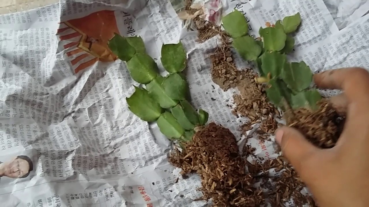 Craciunita cactus