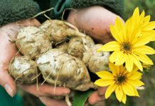 topinambur