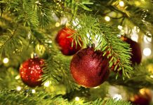 cand se despodobeste bradul