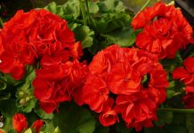 muscata rosie la fereastra